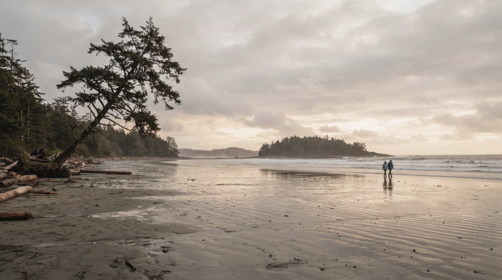 Wide sand at low tide on Chesterman Beach near Tofino, British Columbia, with a leaning Sitka spruce and the Frank Island sandbar in the distance
