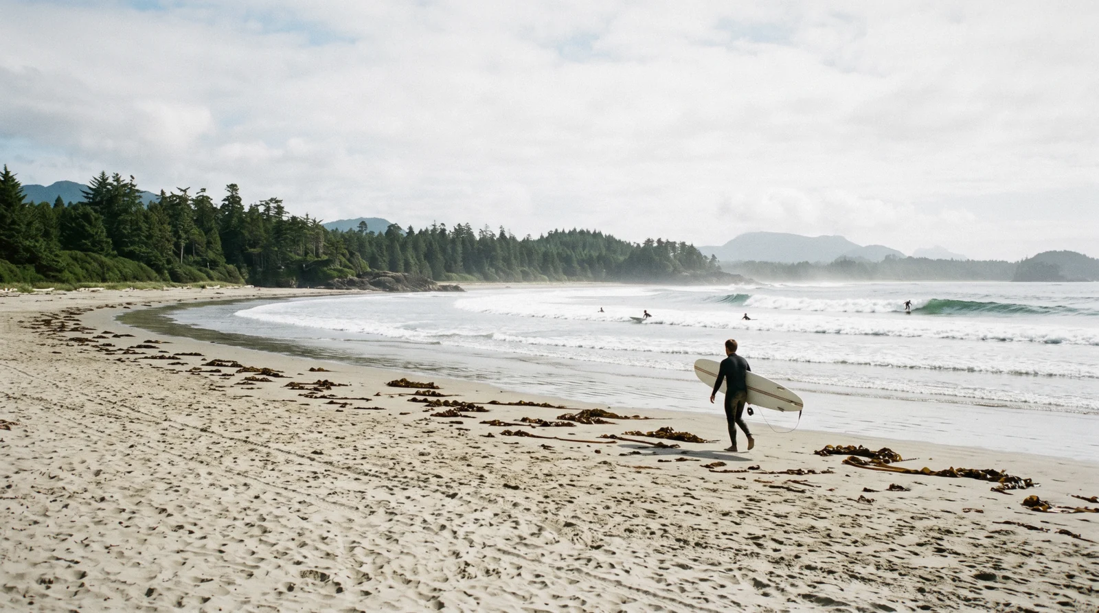 Surfers in the shallows at Cox Bay near Tofino, British Columbia, with forested headlands behind