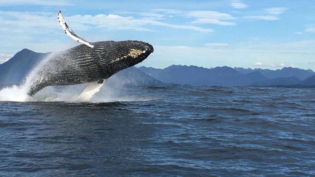 Zodiac boat searching for whales on a Tofino whale watching tour