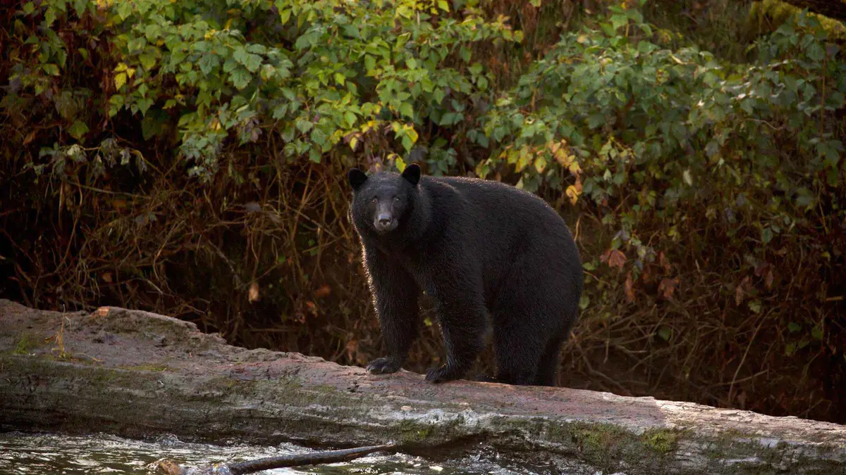 Small group boat watching a black bear on the shoreline on a Tofino bear watching tour