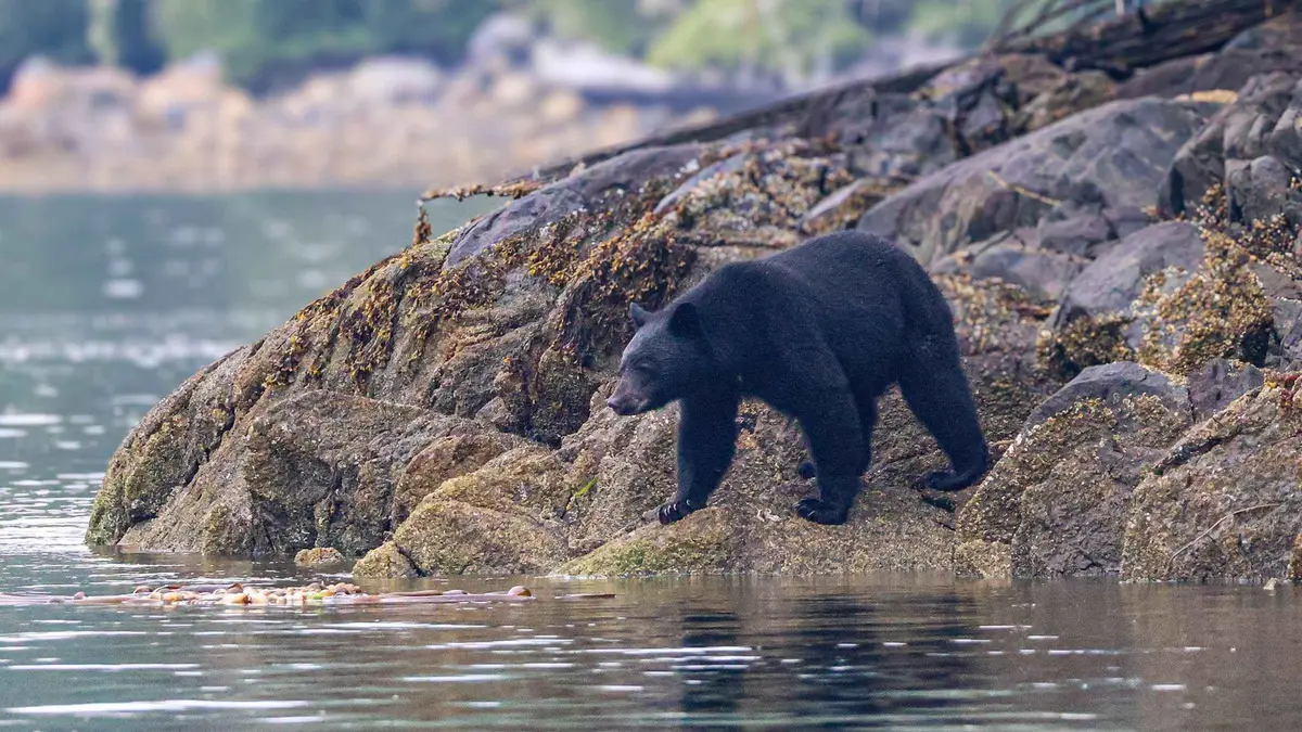 Small RHIB boat exploring Clayoquot Sound on a Tofino wildlife safari tour