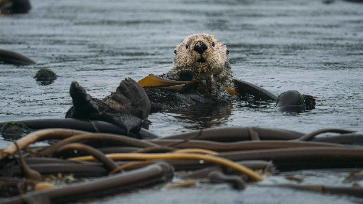 Covered boat cruising Clayoquot Sound on a Tofino winter wildlife tour