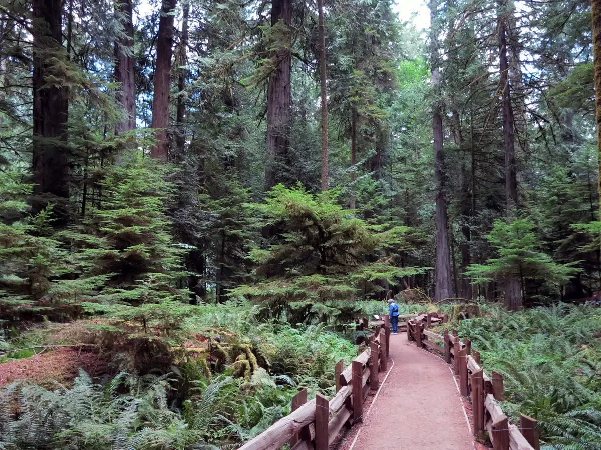 Old-growth Douglas fir trunks and a boardwalk path in Cathedral Grove, MacMillan Provincial Park, on Highway 4 near Tofino