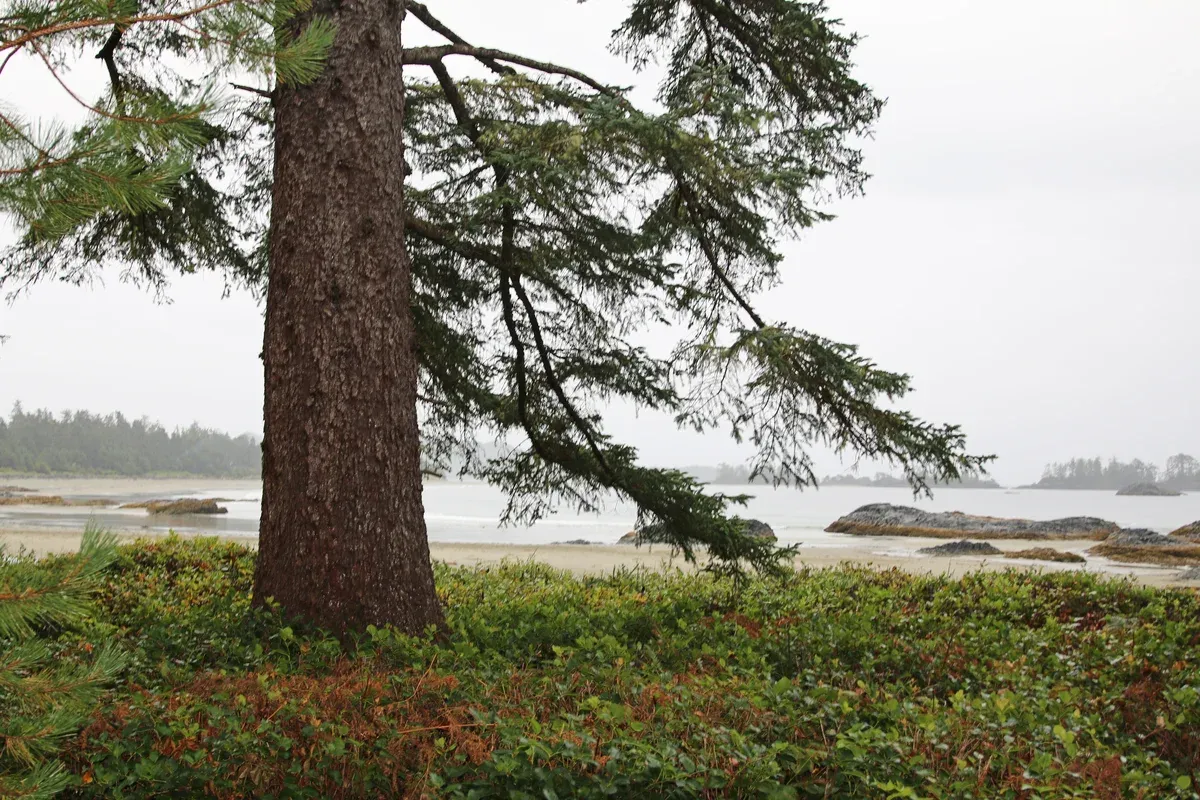 A Sitka spruce above Chesterman Beach at low tide in Tofino, British Columbia