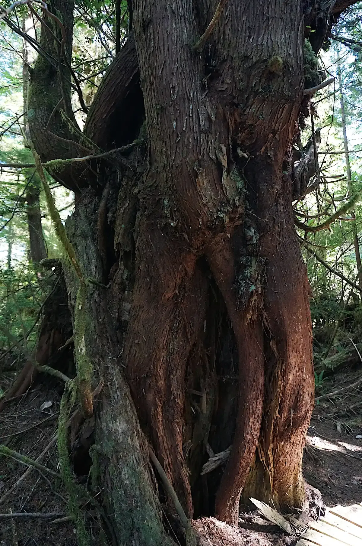 An old-growth cedar beside the boardwalk to Hot Springs Cove north of Tofino, British Columbia
