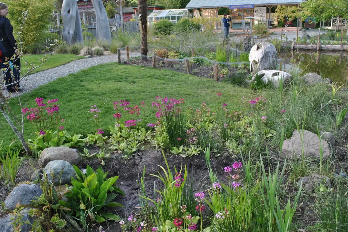Garden pond and planted beds at the Tofino Botanical Gardens site near Tofino, now the Naa'Waya'Sum Coastal Indigenous Gardens