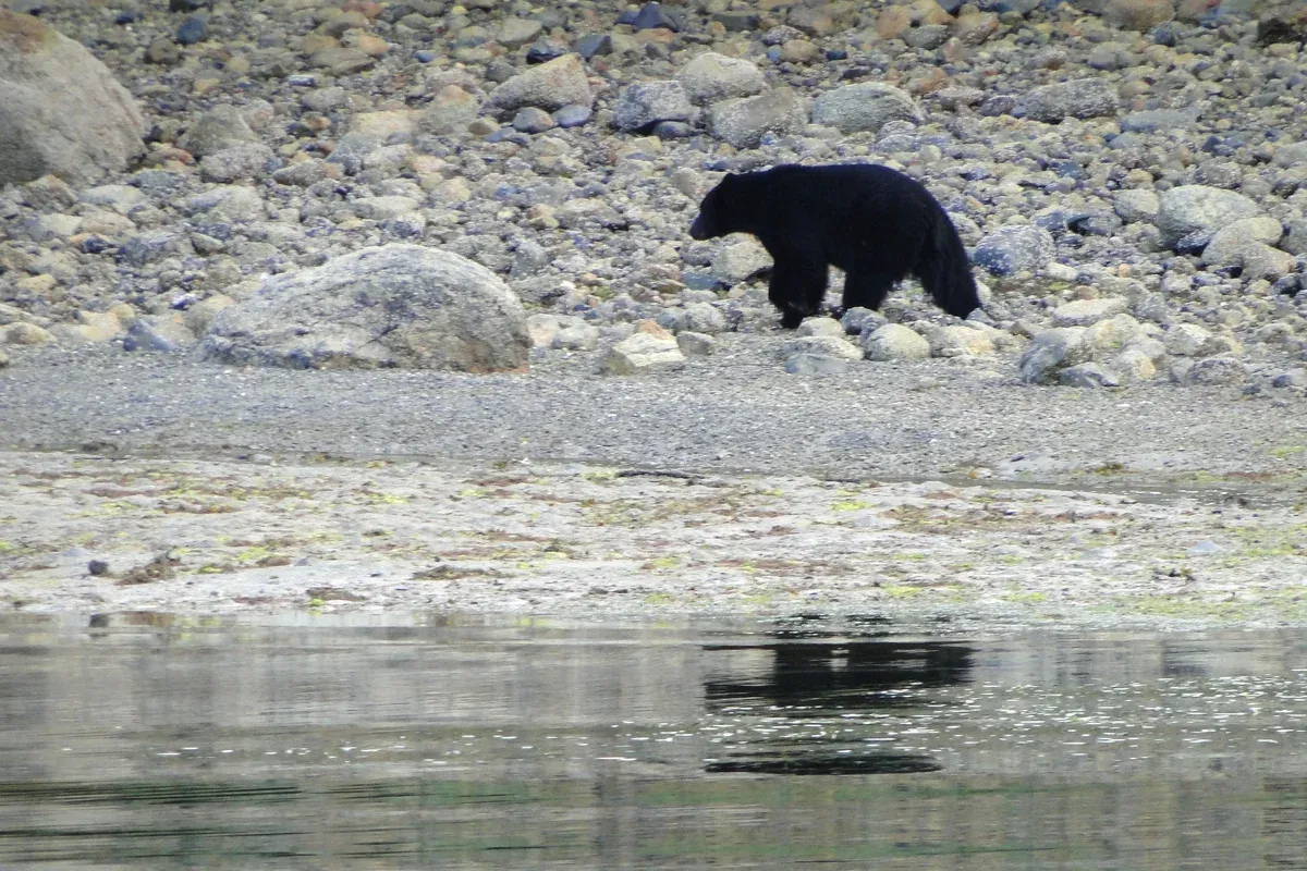 A black bear foraging on the shoreline during bear watching in Tofino, British Columbia