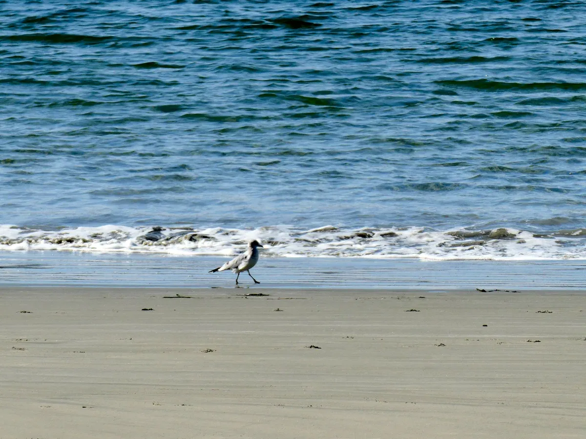 A gull walking along the shoreline at Tonquin Beach near Tofino, British Columbia, with waves breaking behind